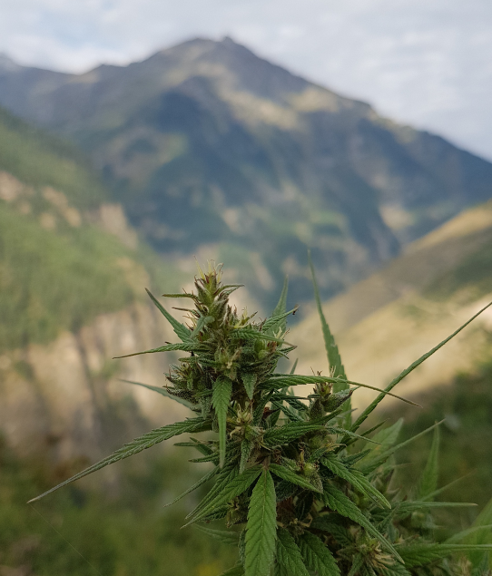 Himalayan Hash: Exploring the Rich Tradition of Mountain-Made Hash